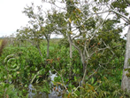 Amazon Jungle, Santarem